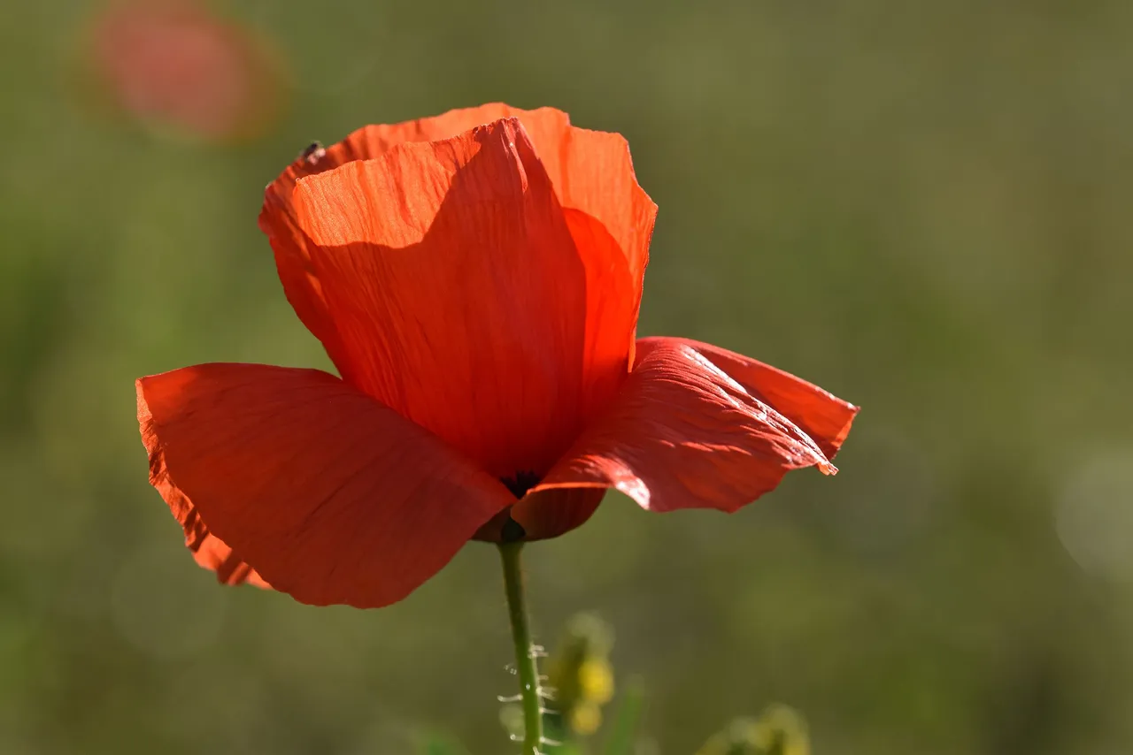 poppies park 6.jpg