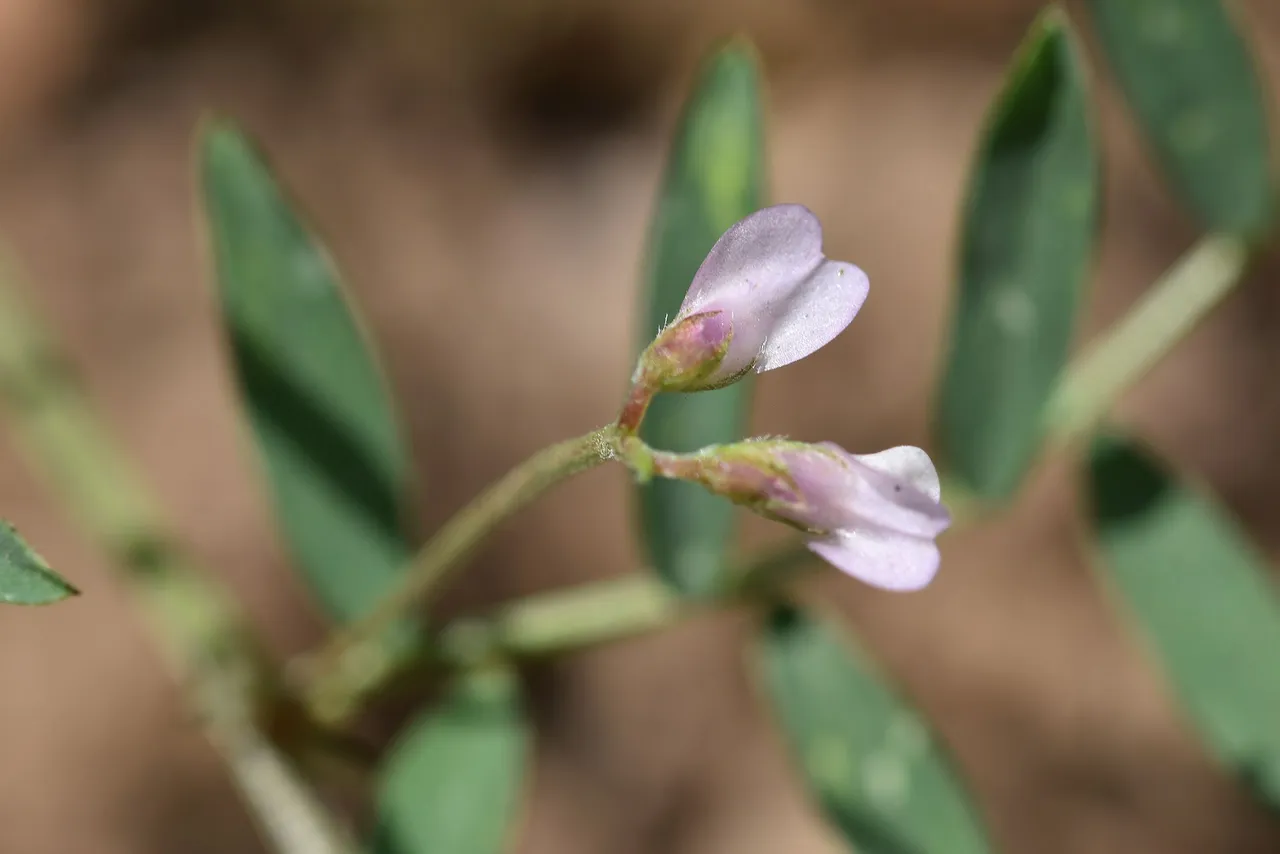 Vicia disperma widlflower 6.jpg