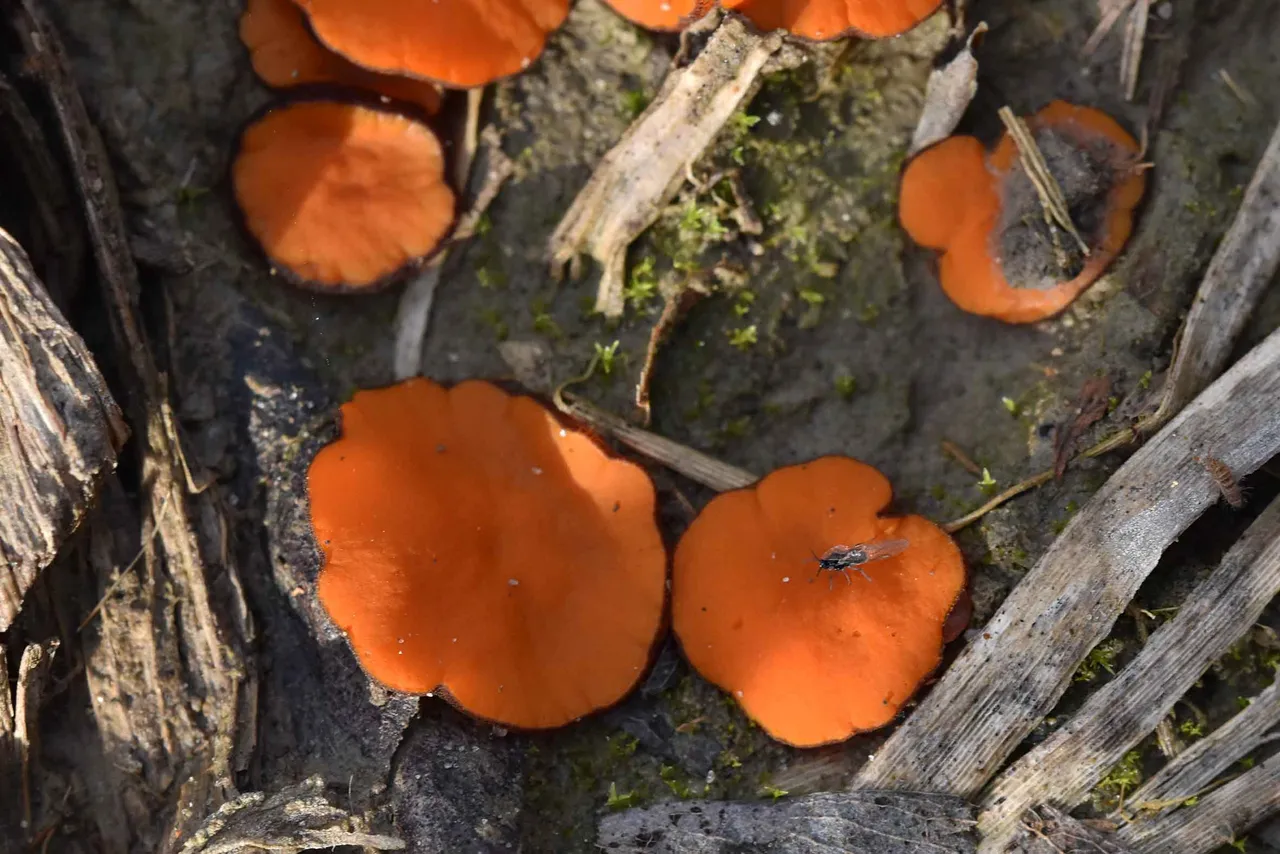 Scutellinia orange mushroom  6.jpg