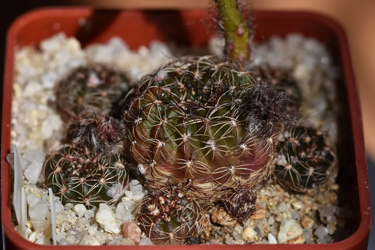 Lobivia arachnacantha v. vallegrandensis 2021 7.jpg