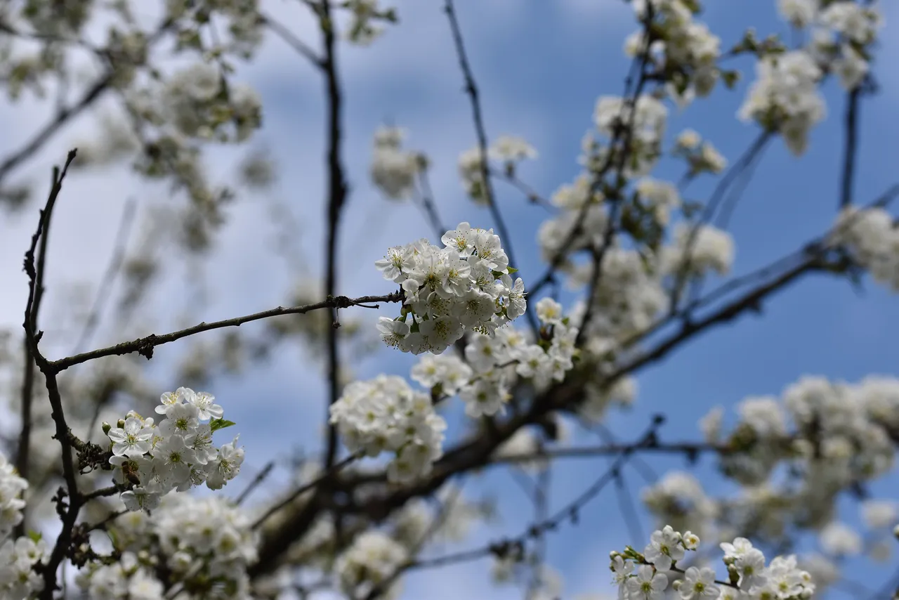 cherry blossoms pl 10.jpg