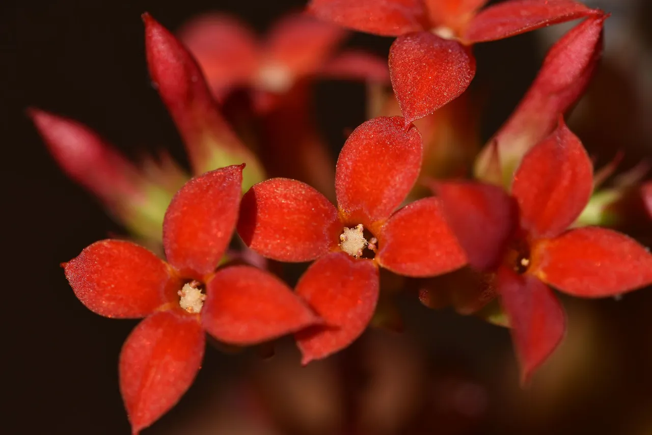 kalanchoe blossfeldiana 2023 5.jpg