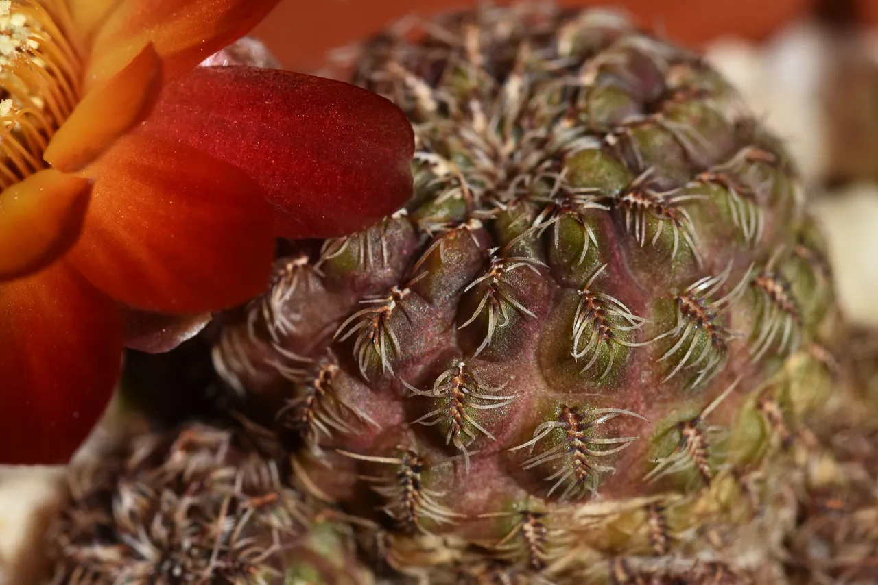 Sulcorebutia Canigueralii 2021 8.jpg