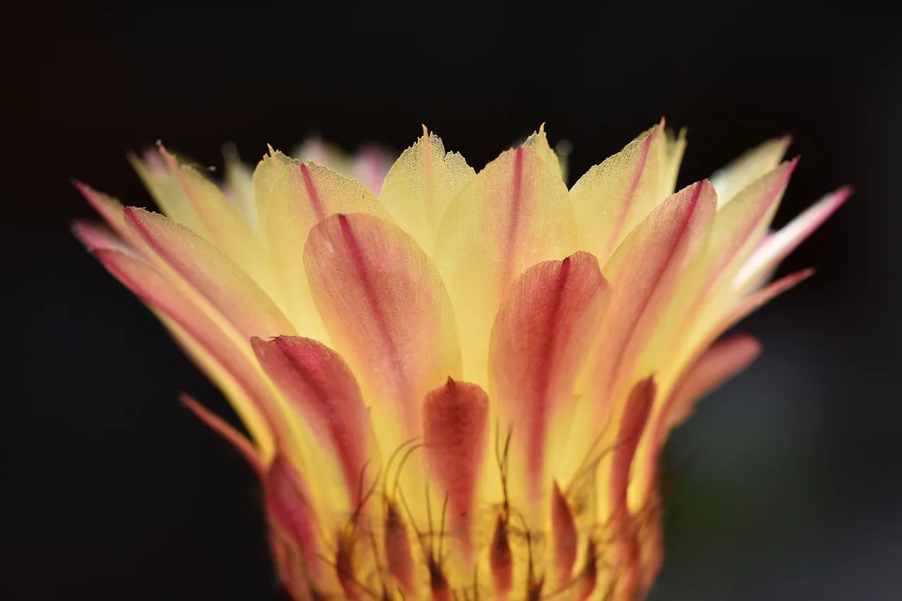 Notocactus Rubrigemmatus flower 2021 7.jpg