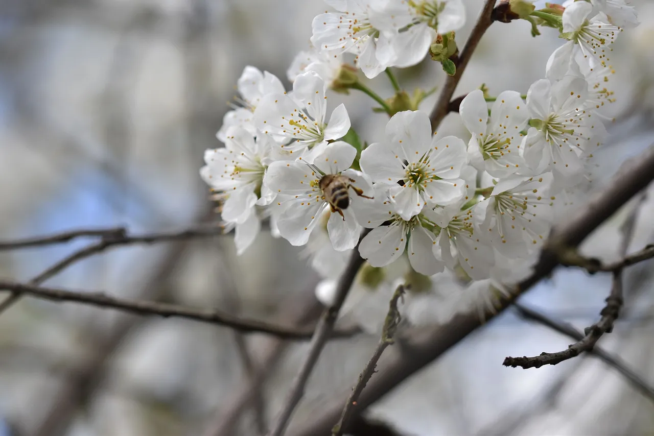 cherry blossoms pl 8.jpg