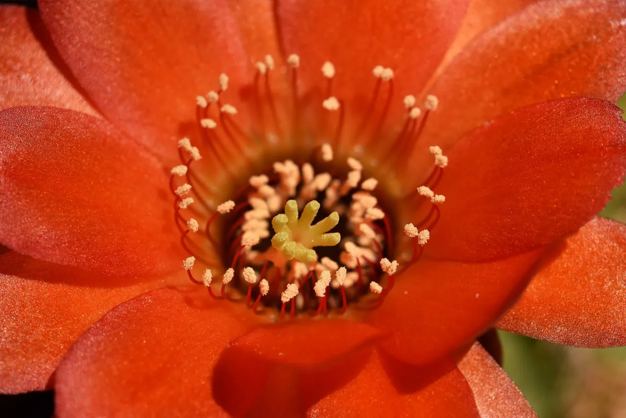 Chamaecereus hybrid flower 2021 9.jpg