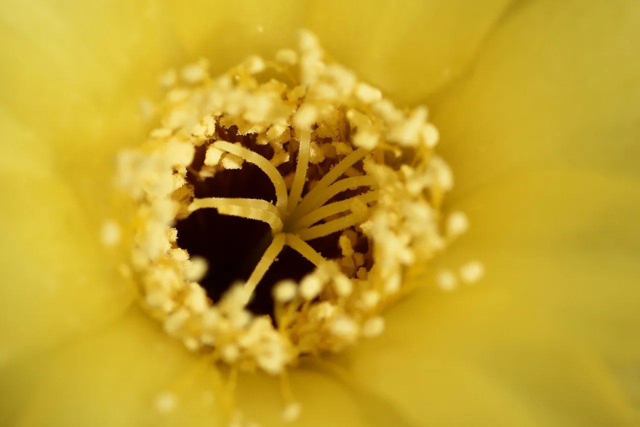 Yellow lobivia no ID thorns 9.jpg