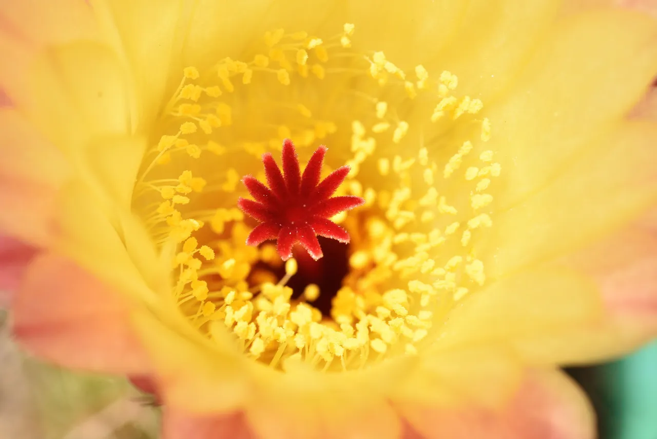Notocactus Rubrigemmatus flower 2021 5.jpg