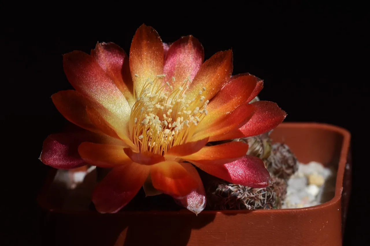 Sulcorebutia Canigueralii 2021 4.jpg