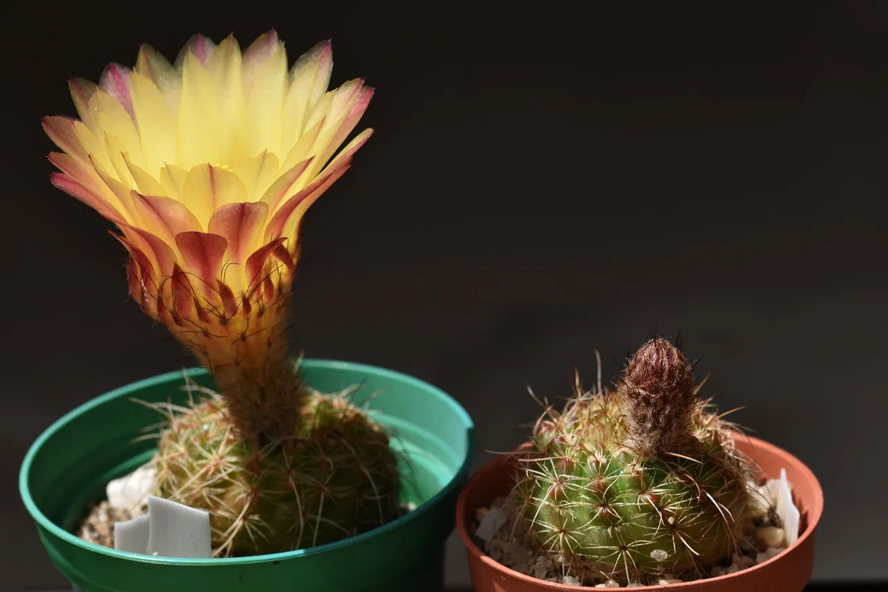 Notocactus Rubrigemmatus flower 2021 4.jpg