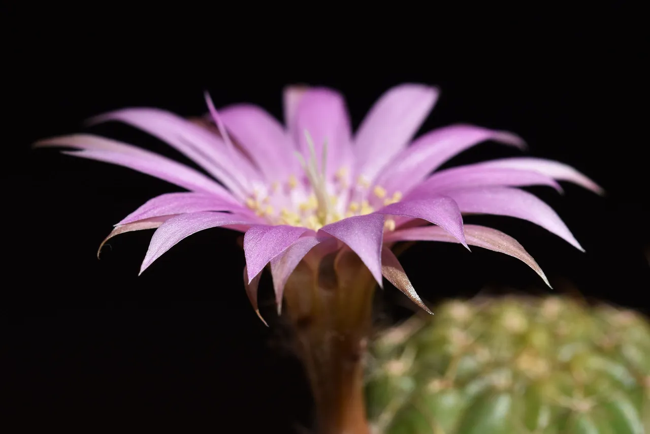 Lobivia Wrightiana flowers 2022 3.jpg