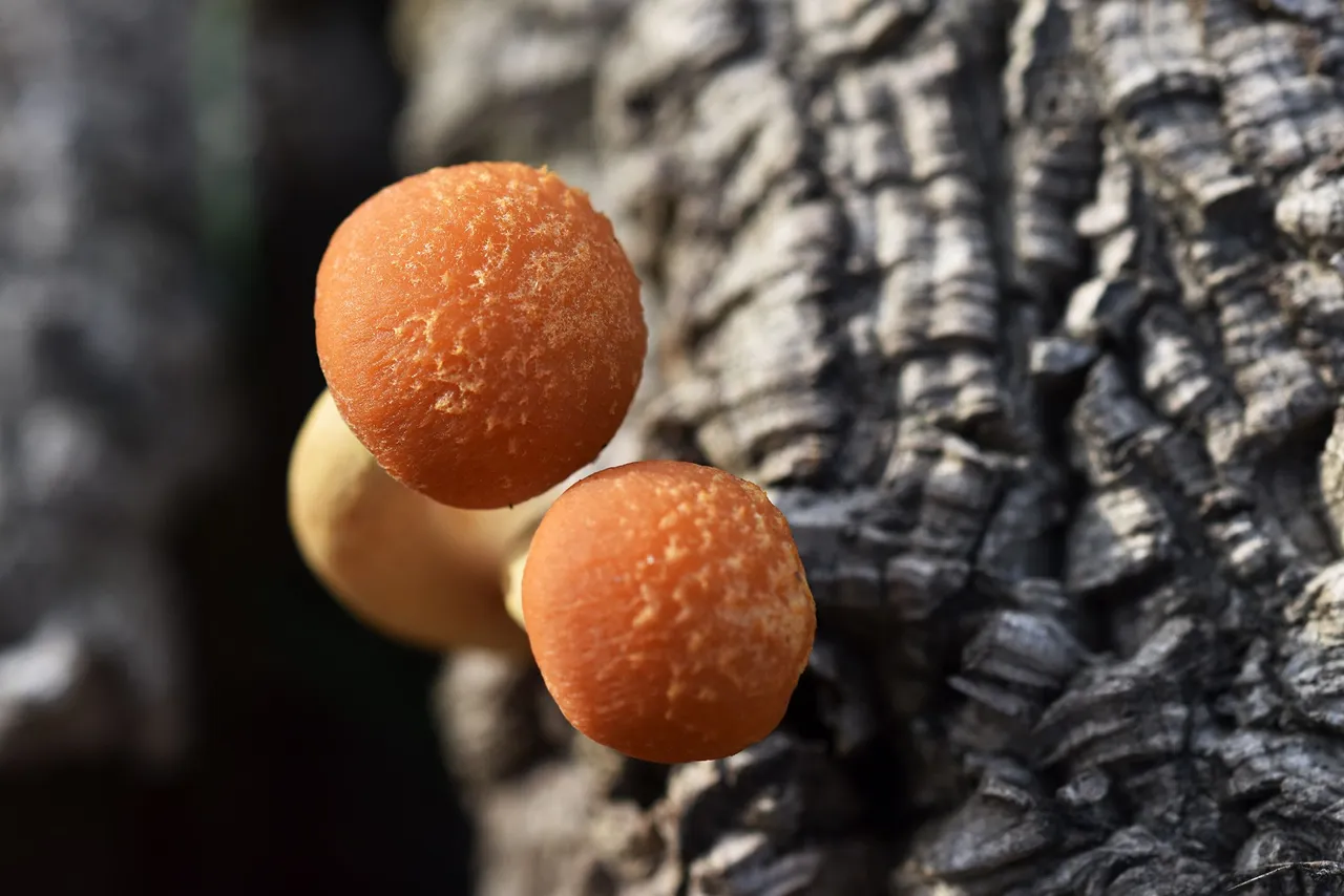 Gymnopilus suberis orange mushrooms pt  11.jpg