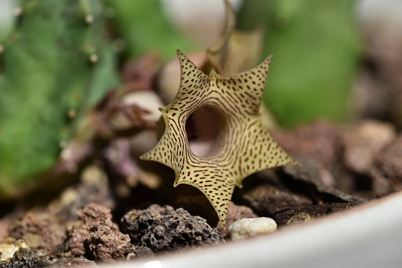 Huernia thuretii flower 2024 3.jpg