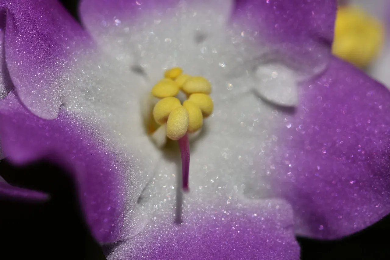 African Violet white-purple 2022 5.jpg