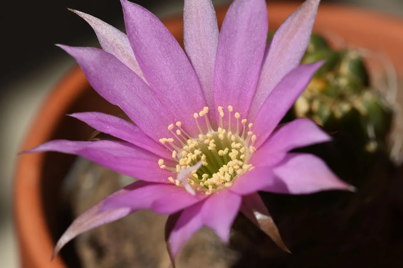 Lobivia Wrightiana flower 2021 9.jpg