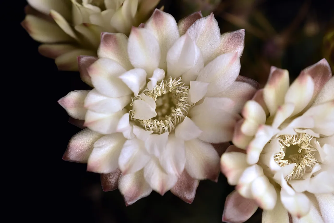 Gymnocalycium white flower 2025 2.jpg
