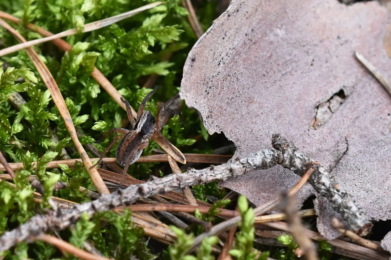 wolf spider woods pl 1.jpg