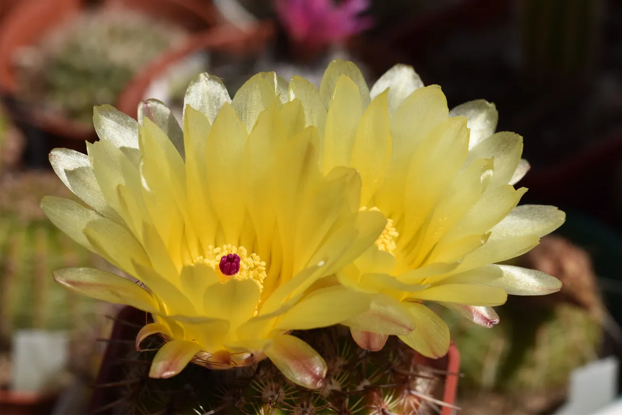 Notocactus mueller-melchersii flower 2021 9.jpg