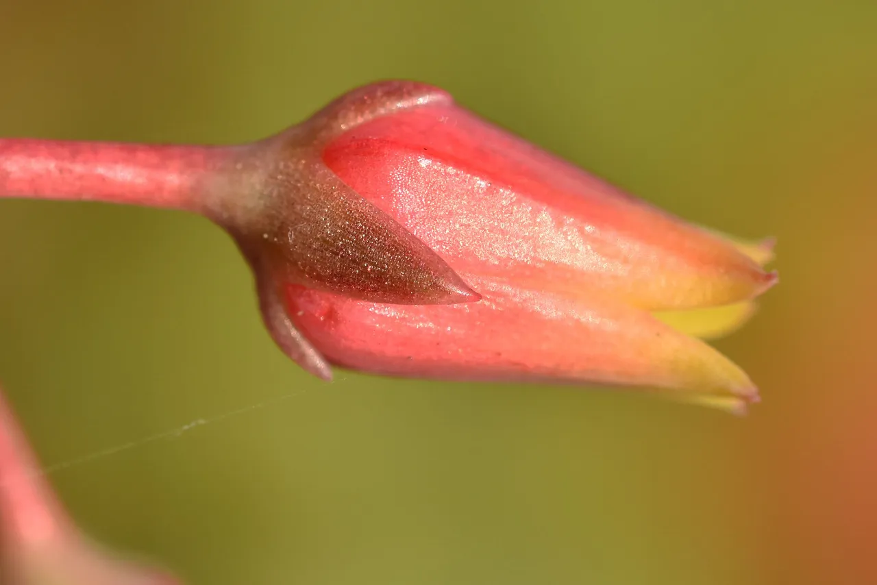 Echeveria agavoides flowers macro 4.jpg