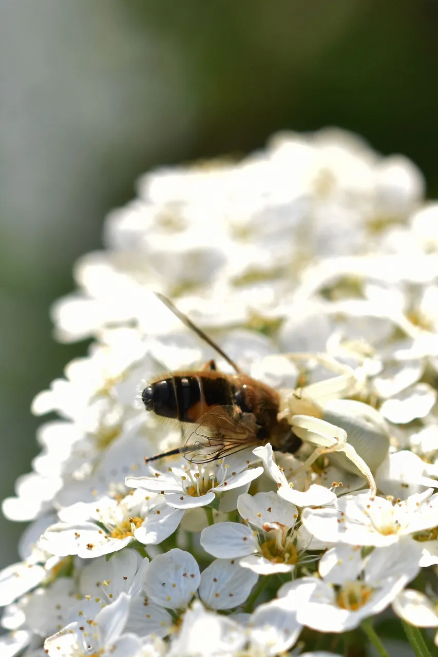 crab spider bee pl 9.jpg