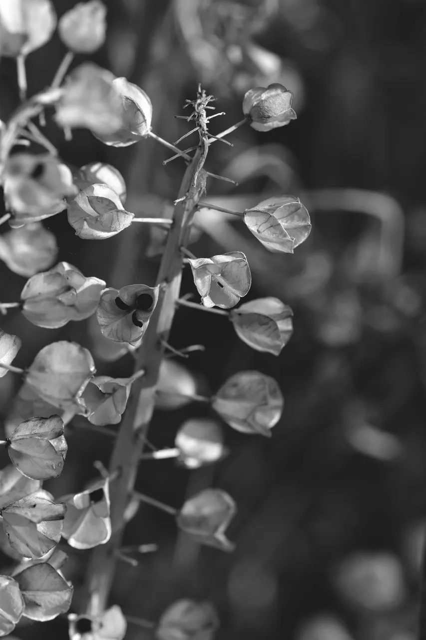 seedpod drystuff bw 5.jpg