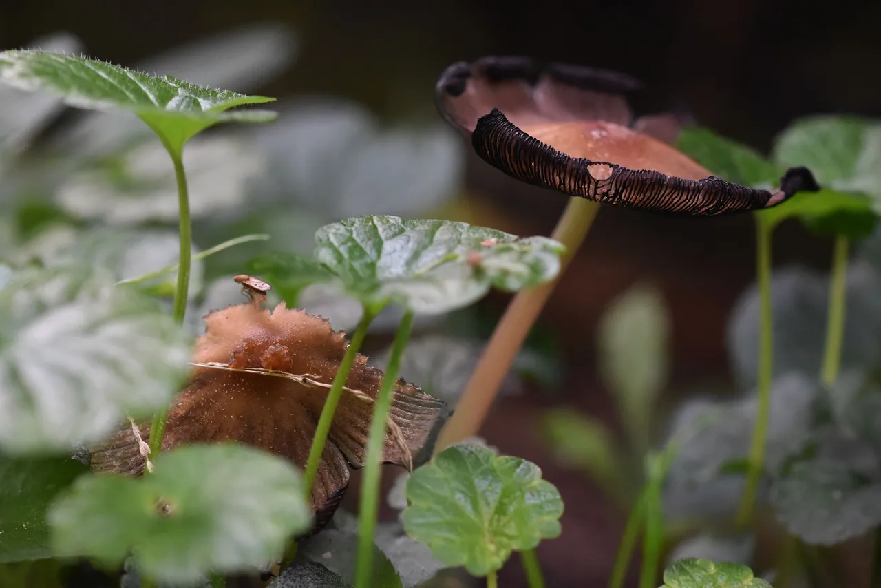 mushrooms garden grass 2.jpg