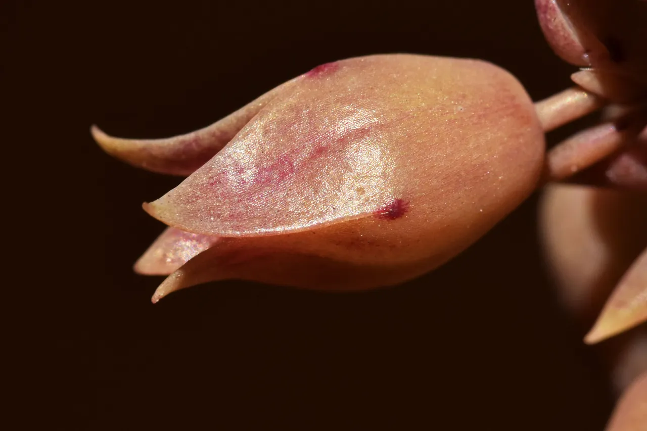 kalanchoe lucky bells buds macro 3.jpg