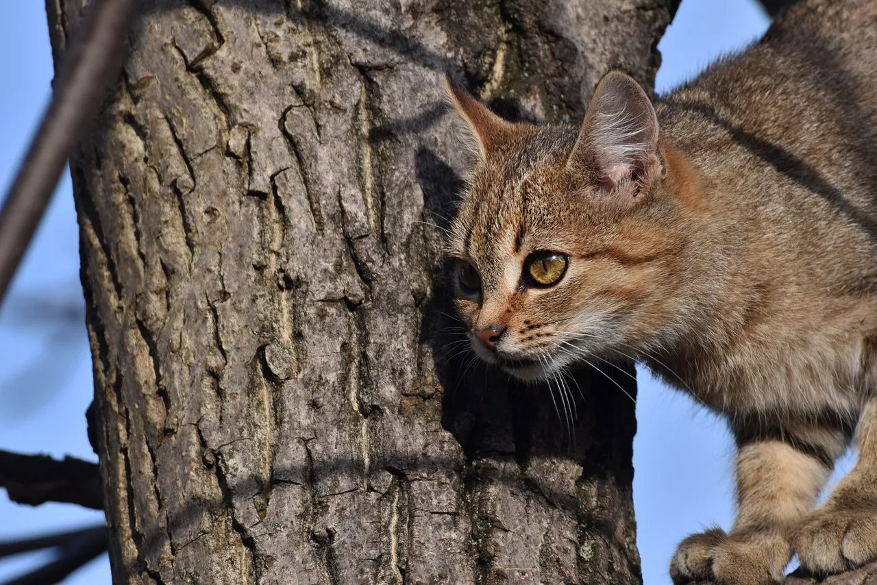Kitty tree hunt pl 11.jpg