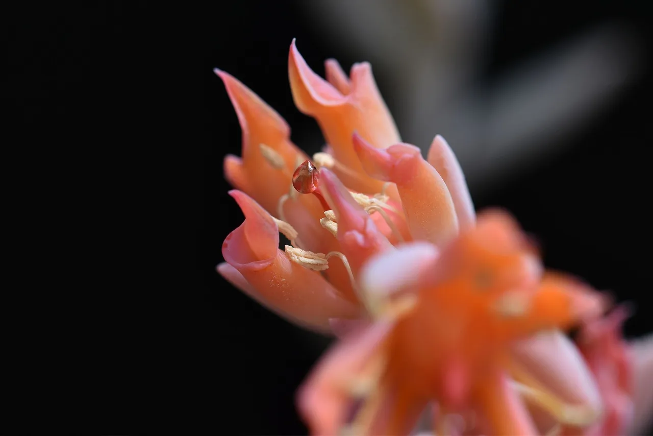 Echeveria runyonii topsy turvy 2022 flowers 14.jpg