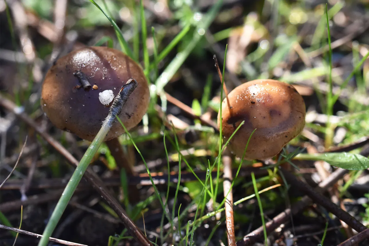small mushrooms park 2.jpg