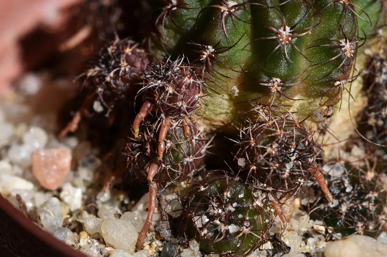 Lobivia arachnacantha adrijana 2021 9.jpg