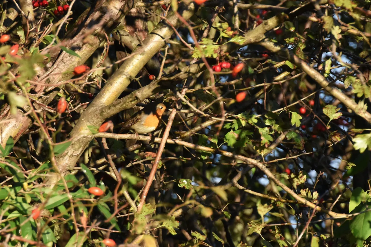 Robin Hawthorn tree pl 9.jpg
