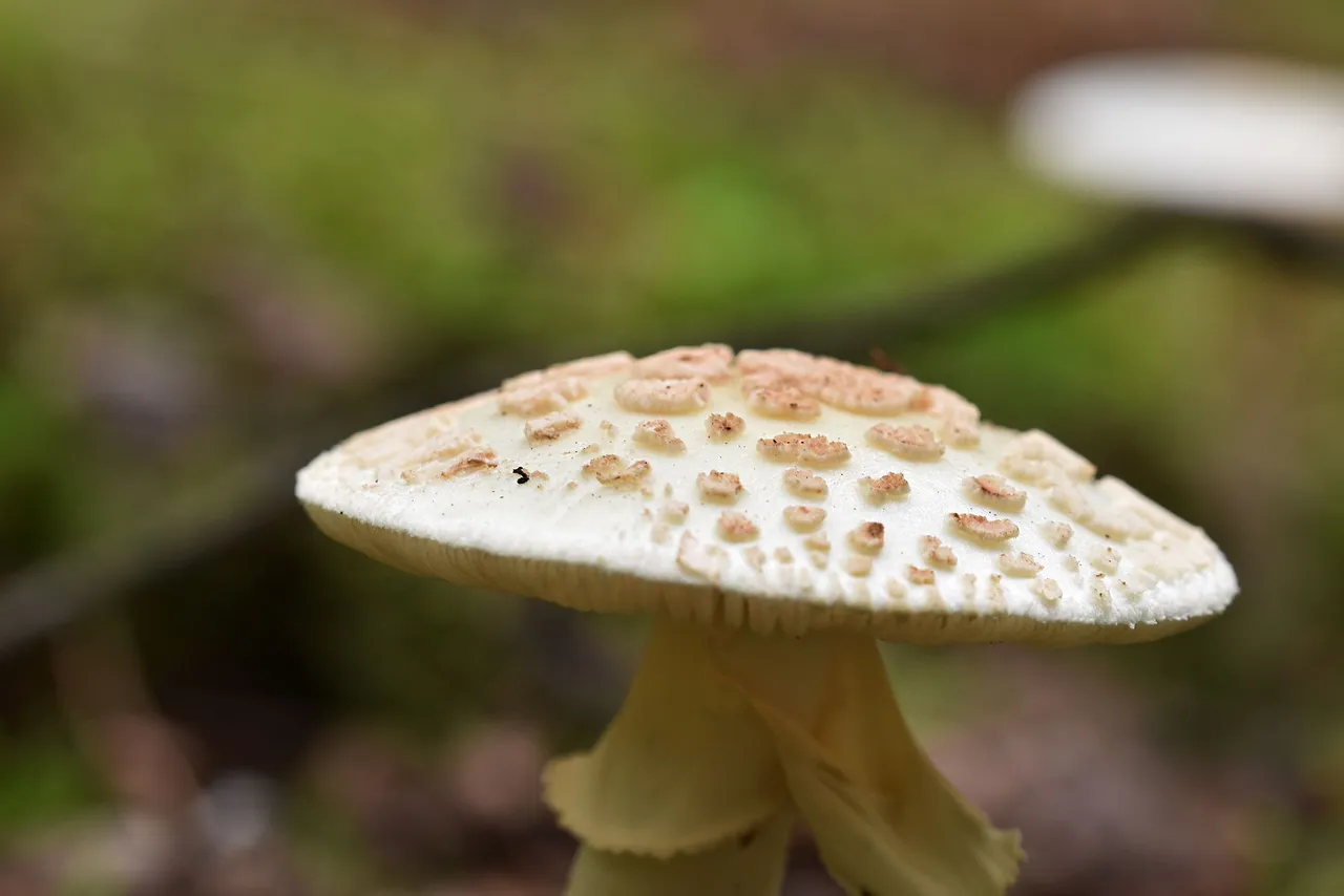 White amanita pl 5.jpg