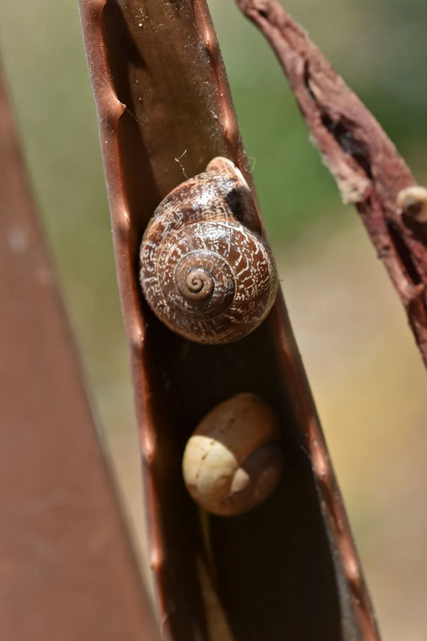 Snail shells aloe 1.jpg