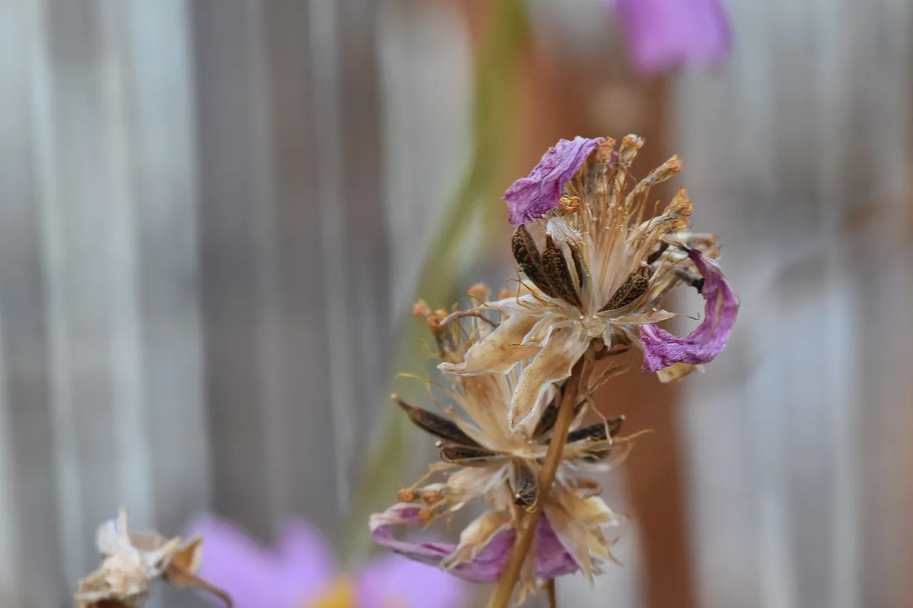 Cosmos seeds 1.jpg