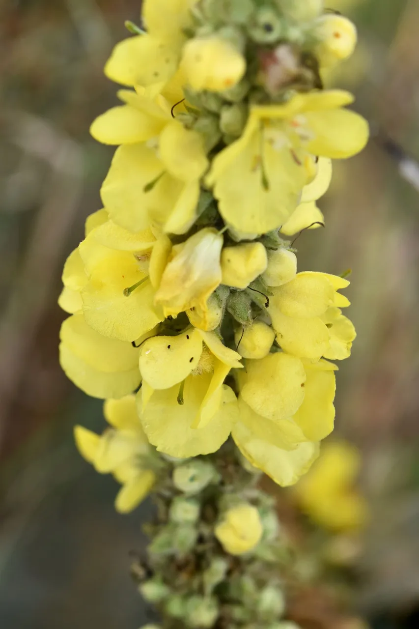 Verbascum wildflower pl 7.jpg