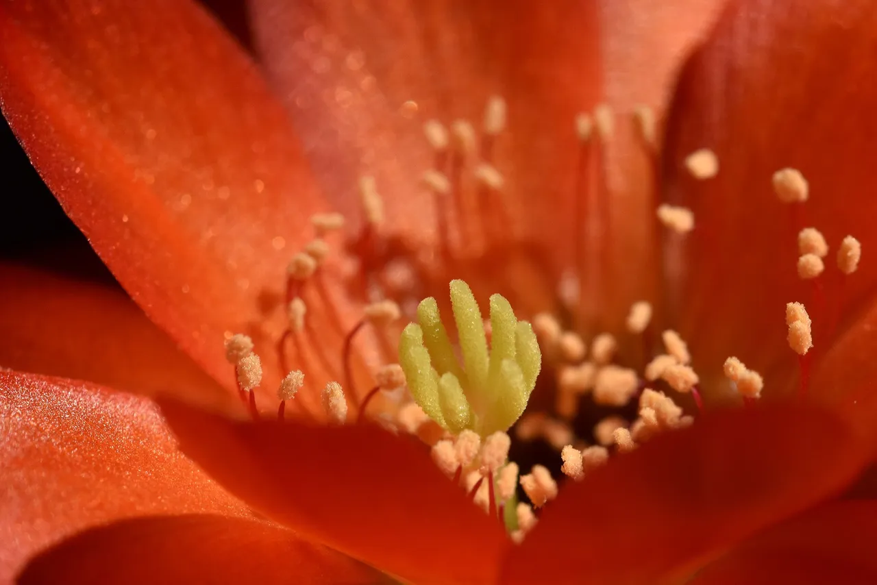 Chamaecereus hybrid flower 2021 5.jpg