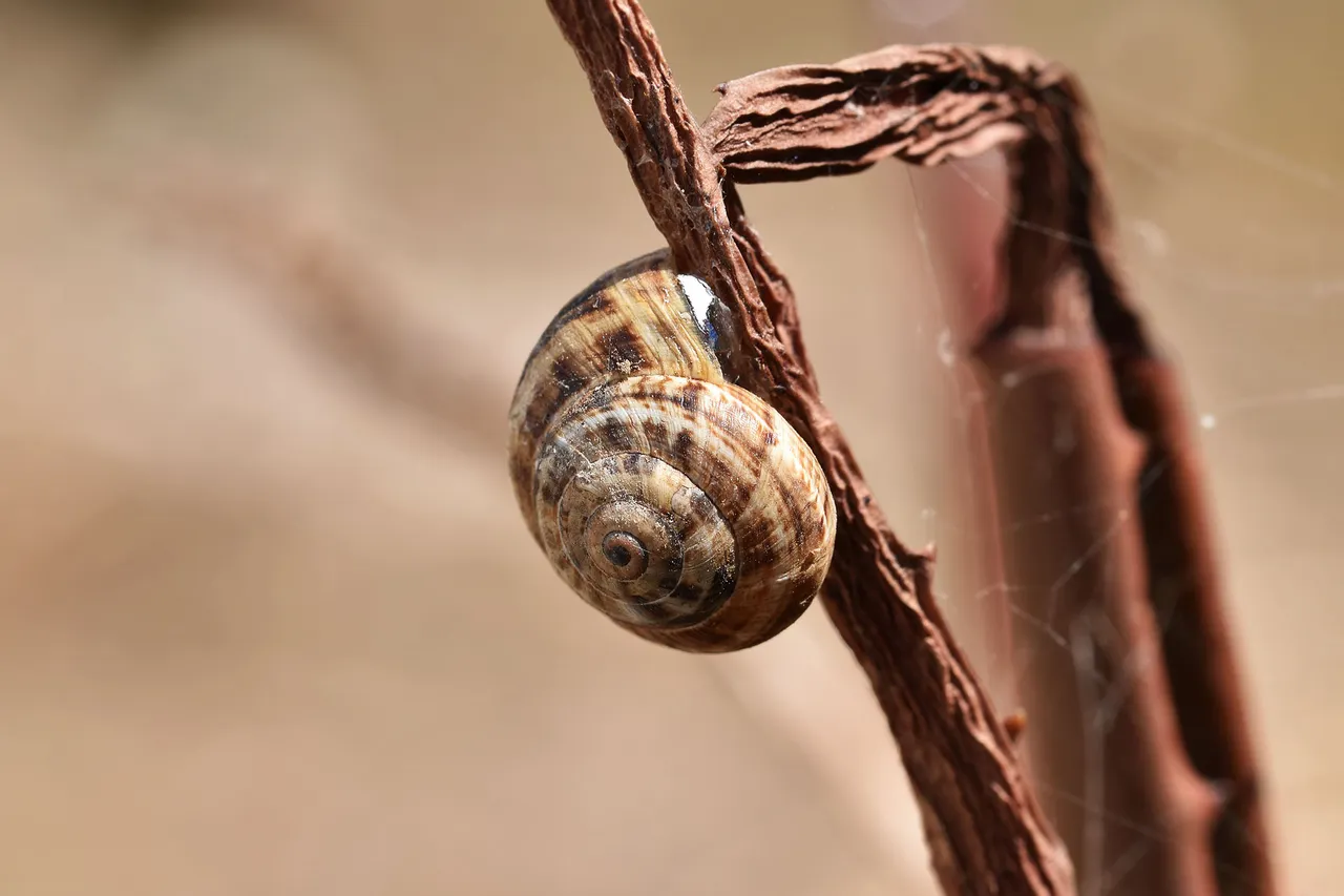 Snail shells aloe 5.jpg