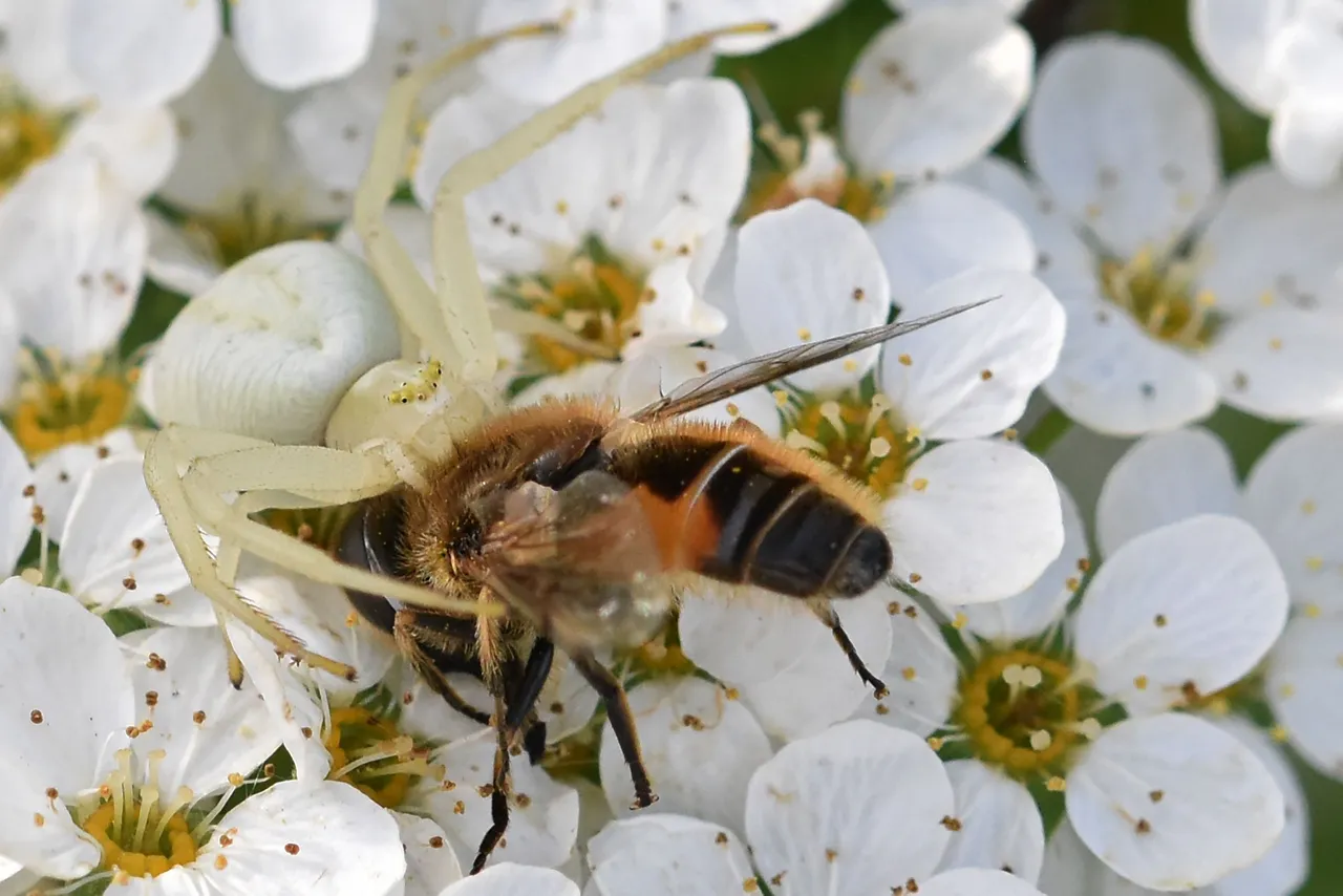 crab spider bee pl 2.jpg