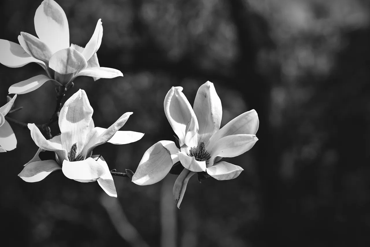 Magnolia flower bw 10.jpg