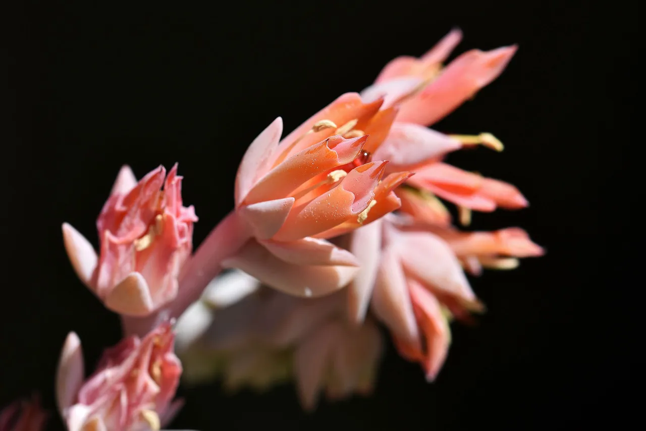 Echeveria runyonii topsy turvy 2022 flowers 3.jpg