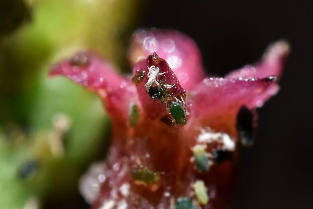 Adromischus cooperi flower 2022 aphids 2.jpg