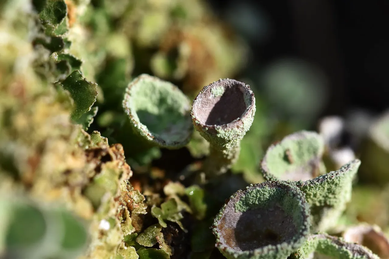 Cladonia lichen cups mountain 7.jpg