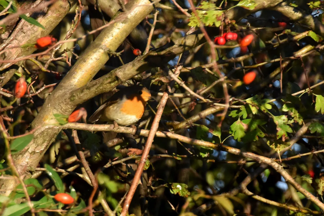 Robin Hawthorn tree pl 10.jpg