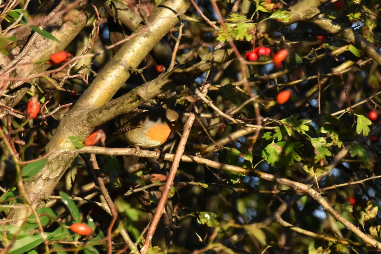 Robin Hawthorn tree pl 11.jpg