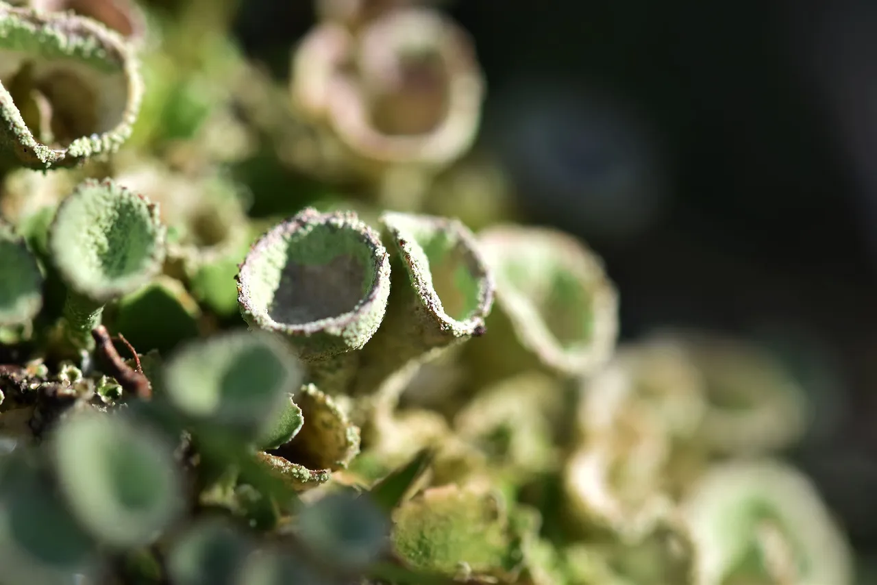 Cladonia lichen cups mountain 3.jpg