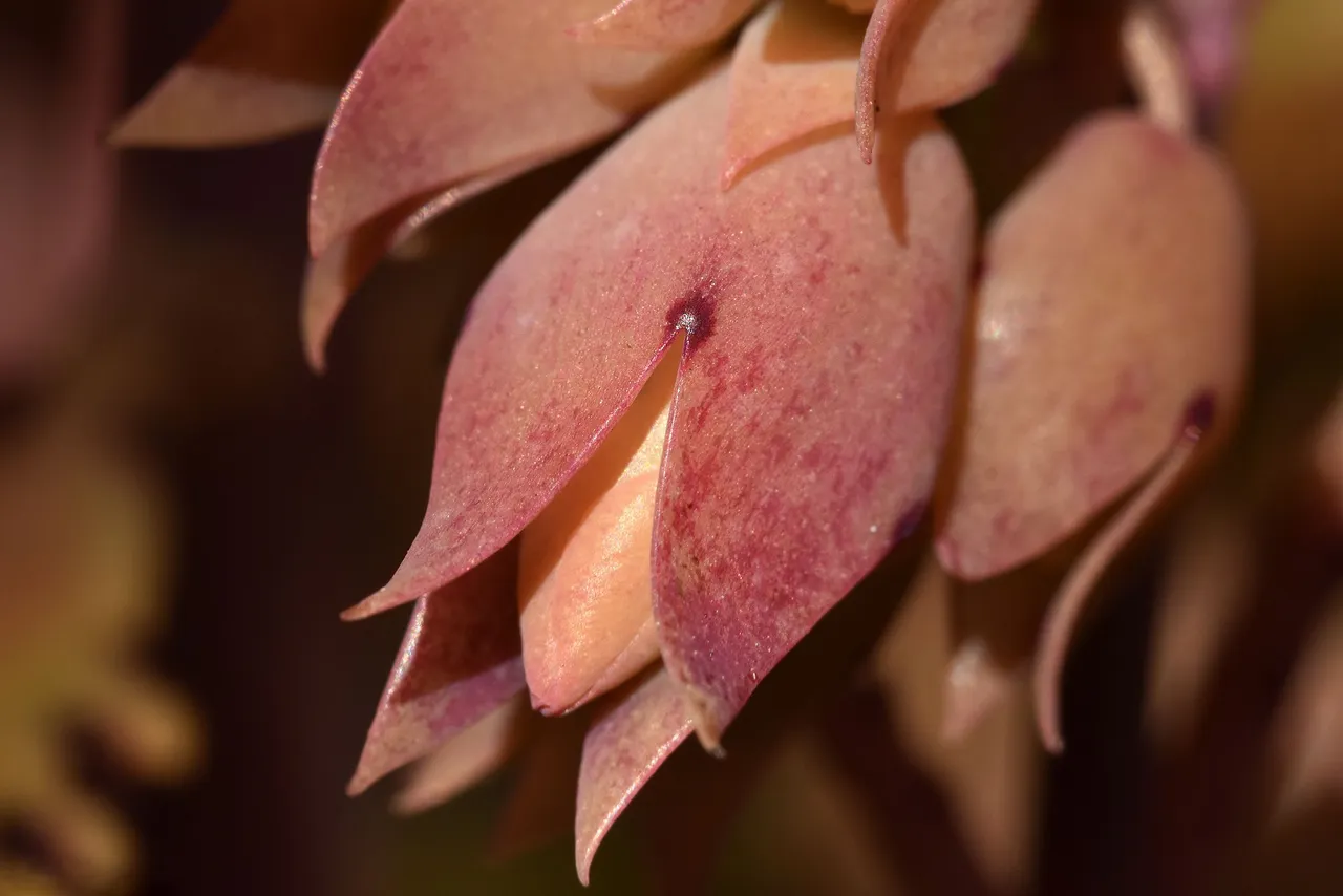 kalanchoe lucky bells buds macro 2.jpg