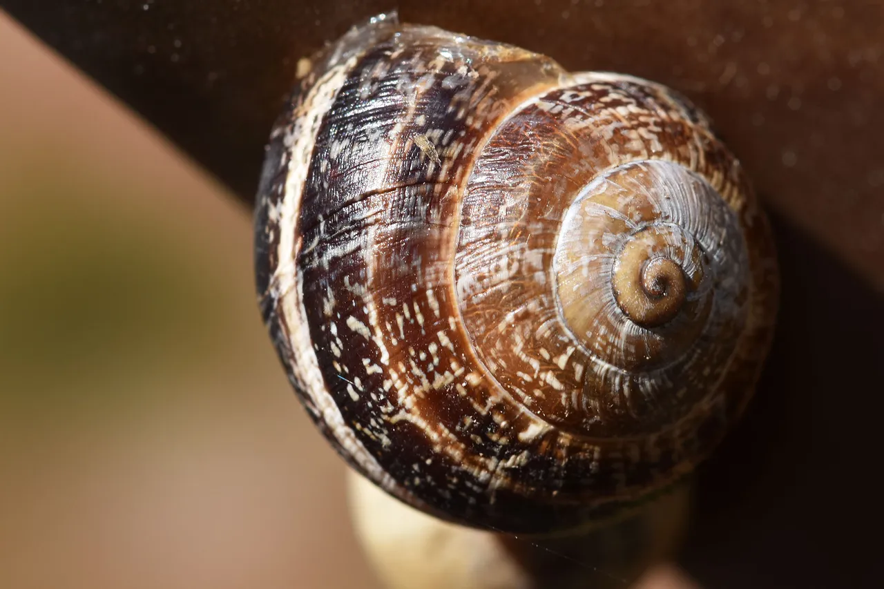 Snail shells aloe 3.jpg