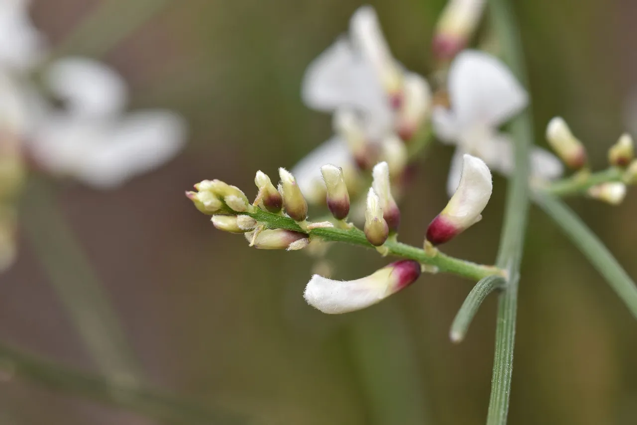 Retama monosperma bridal broom flowers 7.jpg