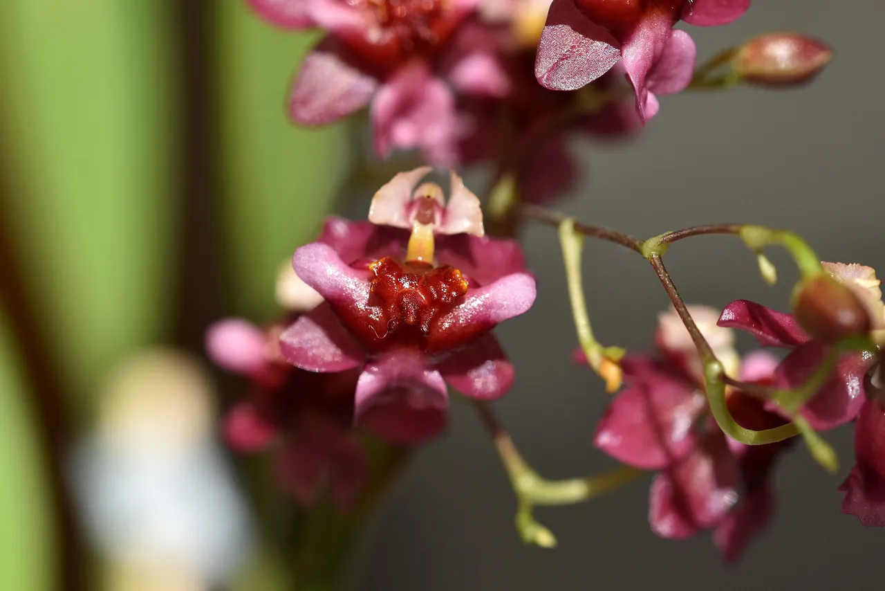 Oncidium Twinkle booms 2023 5.jpg